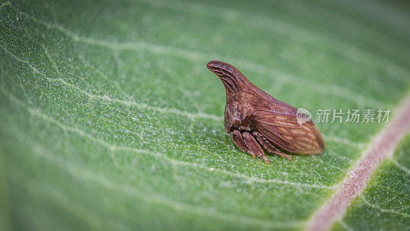 马齿苋(马齿苋)。Wide-footed Treehopper